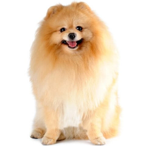 Pomeranian Pomeranyali Pomeranian Boo Pom Pompom