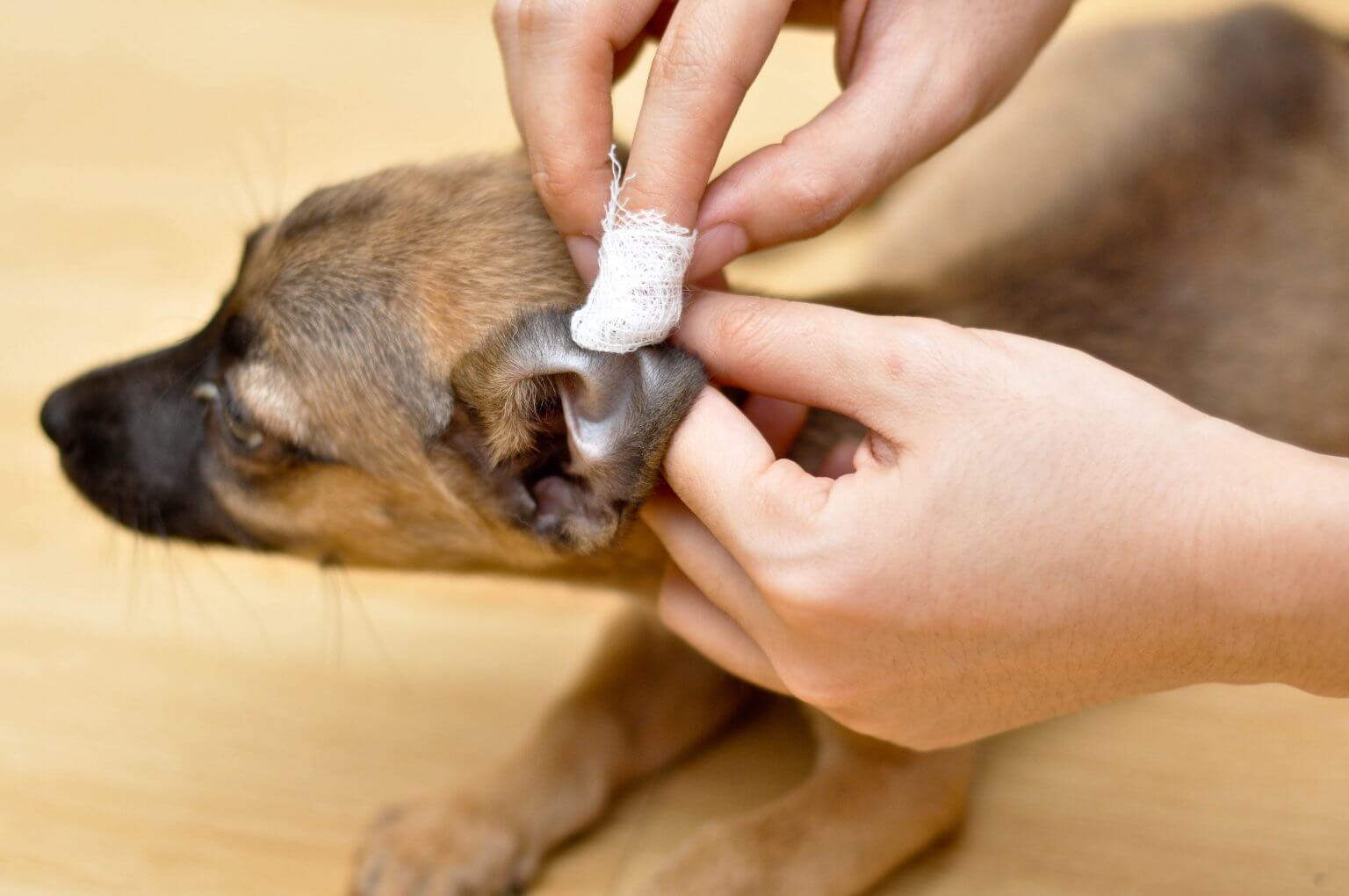 Köpeklerde kulak bakımı Köpeklerde kulak nasıl temizlenir Köpekte