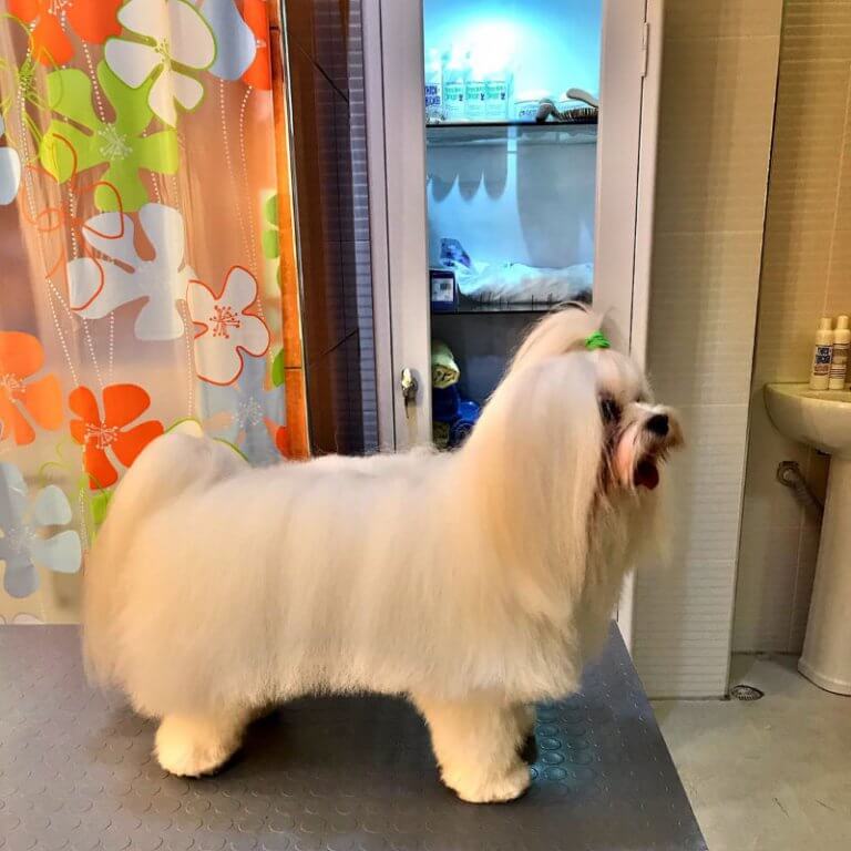 Loulou Pet Kuaförü Loulou Köpek &amp; Kedi Kuaförü Köpek Tıraşı