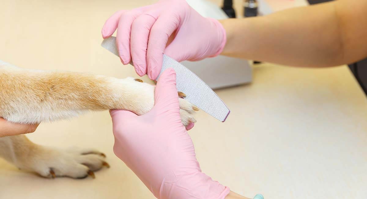 Köpeklerde tırnak bakımı Tırnakların köpeğin yaşamındaki önemi