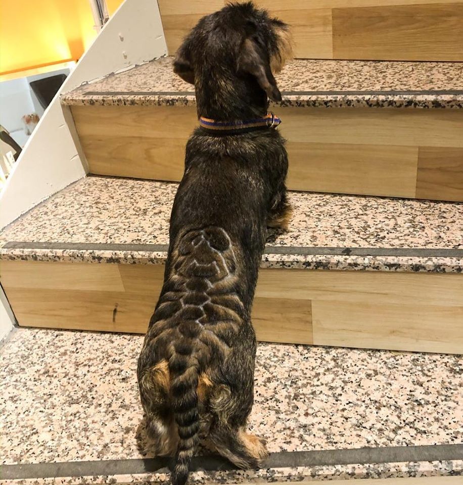 Loulou Pet Kuaförü Loulou Köpek &amp; Kedi Kuaförü Köpek Tıraşı