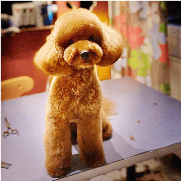 poodle1