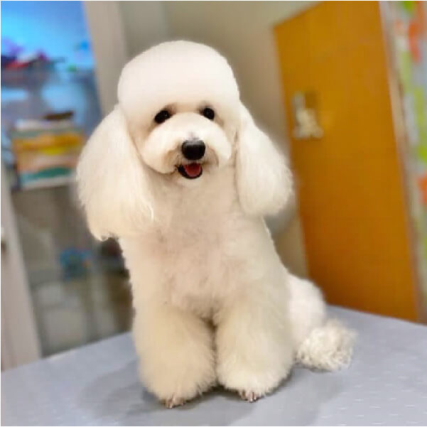 Poodle Kanis Cinsi Poodle Cinsinin Ozellikleri Poodle Kopegin Tirasi Ve Bakimi Poodle Kopegini Taniyalim